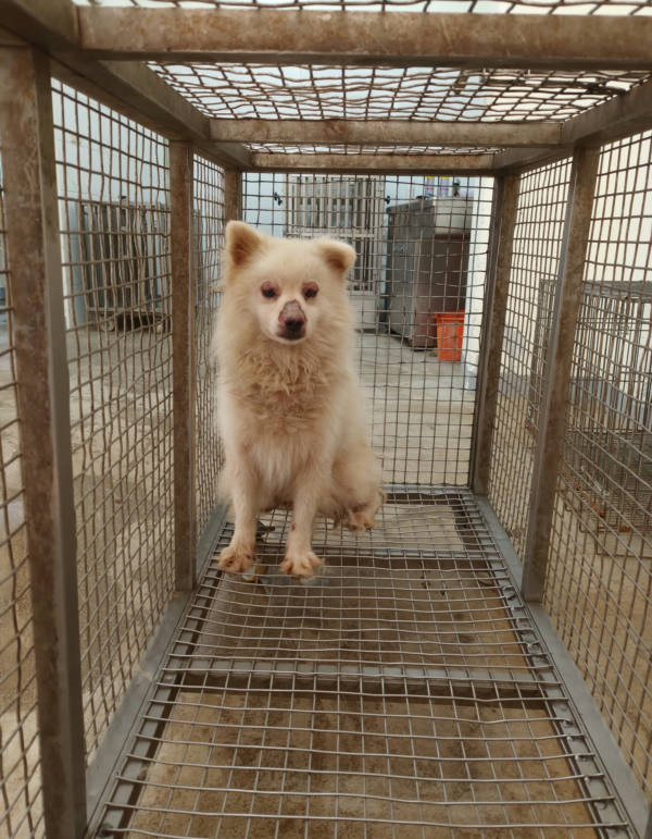 嘉義縣待認養狗 日本狐狸犬