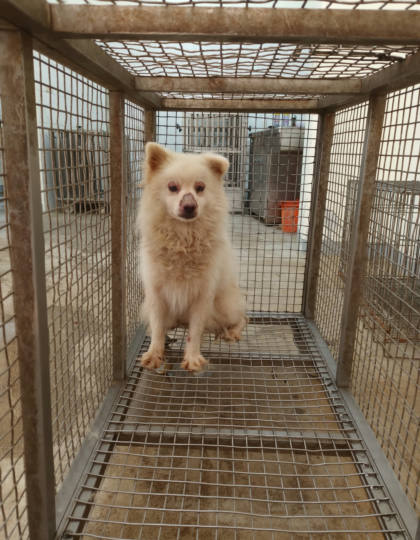 嘉義縣待認養狗｜日本狐狸犬｜白色｜公