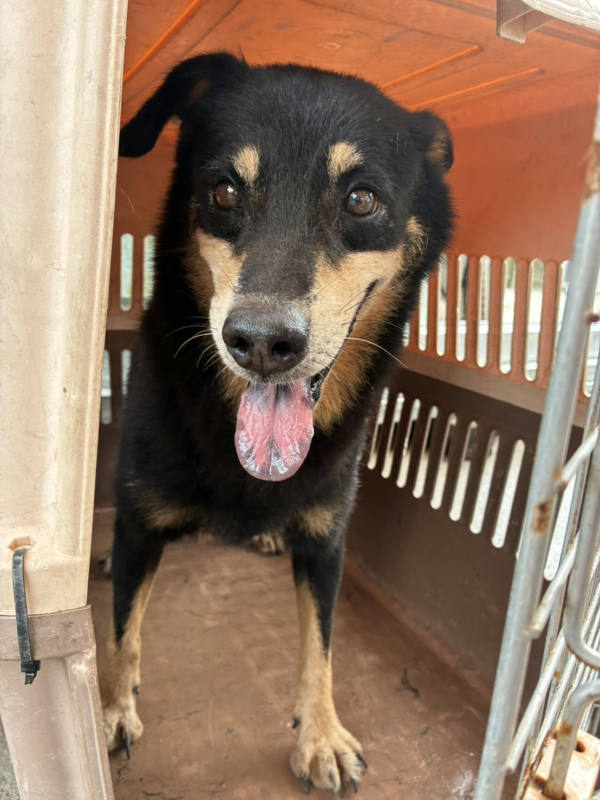 彰化縣待認養狗 混種犬