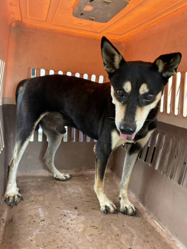 彰化縣待認養狗 混種犬