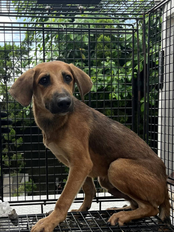 彰化縣待認養狗 混種犬