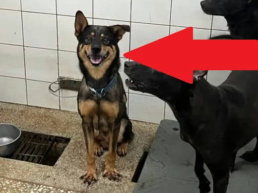 高雄市待認養狗 混種犬