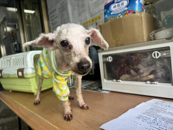 新北市待認養狗 迷你貴賓犬