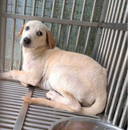 台南市待認養狗｜混種犬｜白色｜母