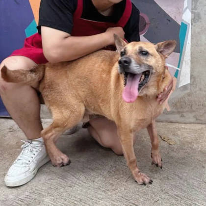 新北市待認養狗｜混種犬｜黑黃色｜公