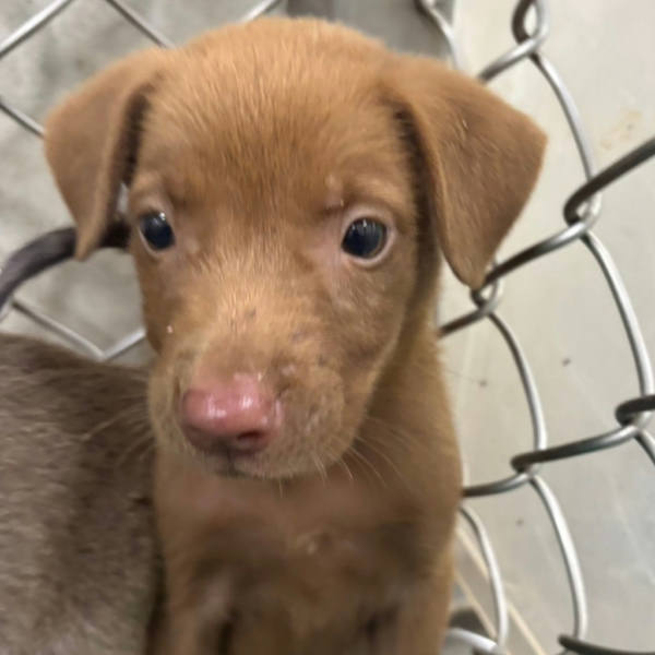 台東縣待認養狗 混種犬