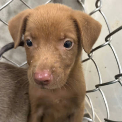 台東縣待認養狗｜混種犬｜棕色｜母