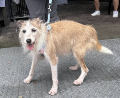 新北市待認養狗｜混種犬｜黃白色｜母