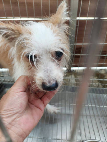 新北市待認養狗｜混種犬｜黃白色｜母