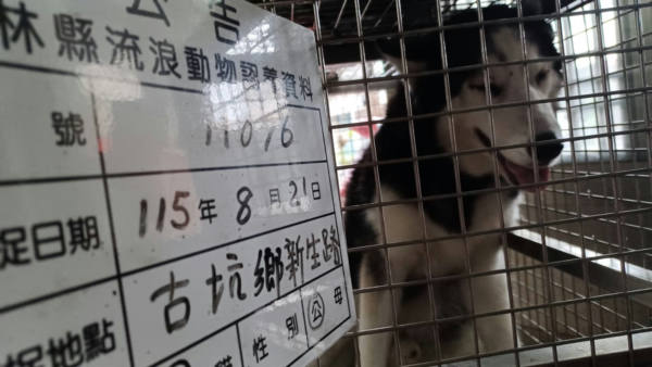 雲林縣待認養狗 哈士奇(西伯利亞雪橇犬)