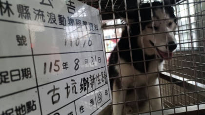 雲林縣待認養狗｜哈士奇(西伯利亞雪橇犬)｜黑白色｜公