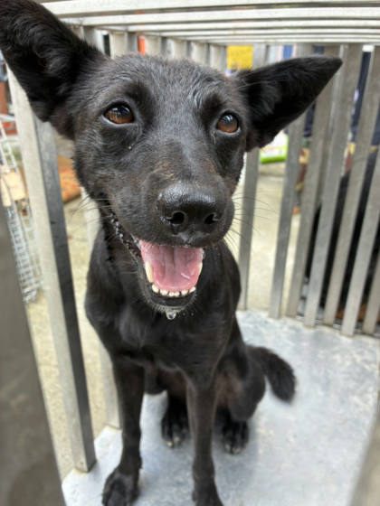 彰化縣待認養狗｜混種犬｜黑色｜母