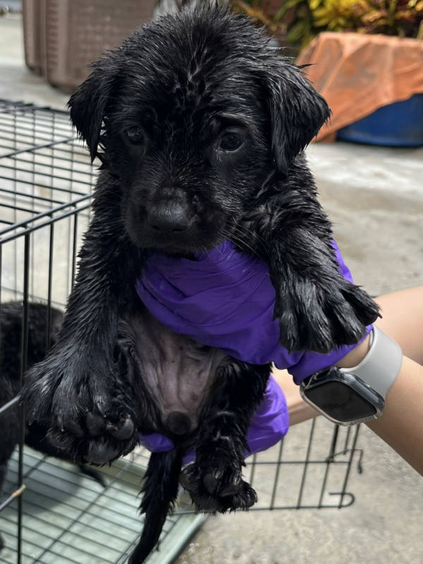 彰化縣待認養狗 混種犬