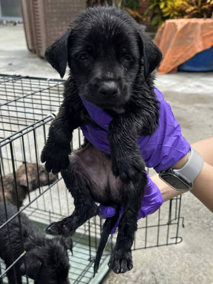 彰化縣待認養狗｜混種犬｜黑色｜公