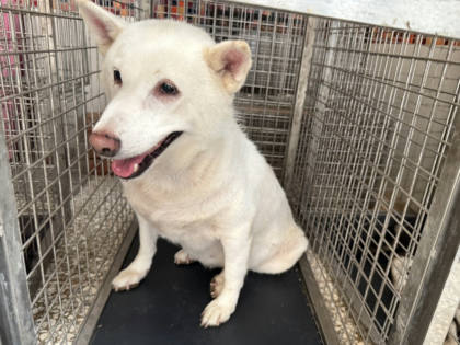 高雄市待認養狗｜柴犬｜白色｜母