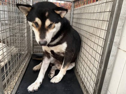 高雄市待認養狗｜柴犬｜黑色｜公