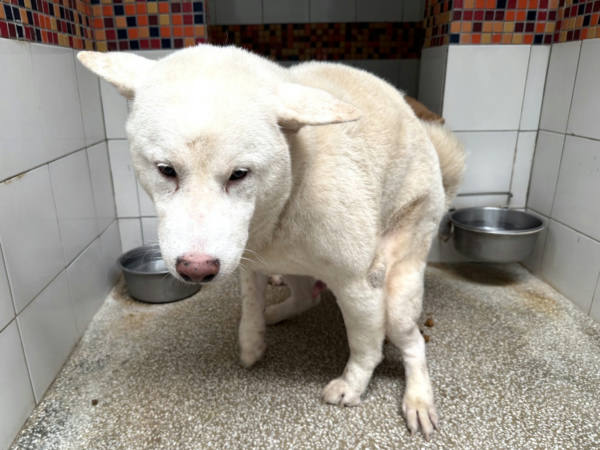 高雄市待認養狗 柴犬