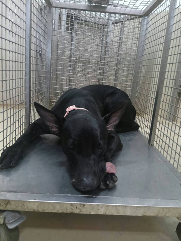 嘉義市待認養狗 混種犬