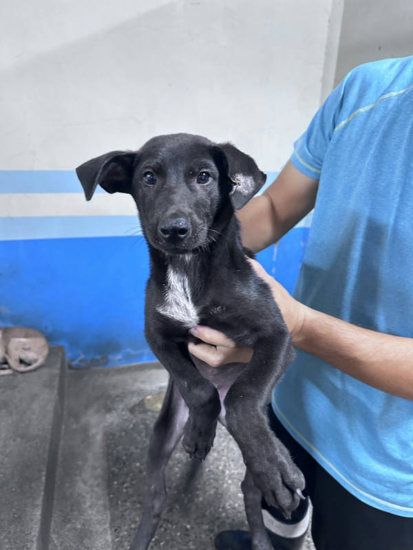 苗栗縣待認養狗 混種犬