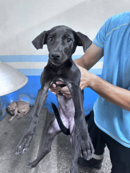 苗栗縣待認養狗｜混種犬｜黑色｜母