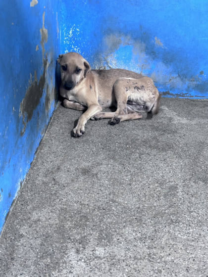 苗栗縣待認養狗｜混種犬｜黃色｜母