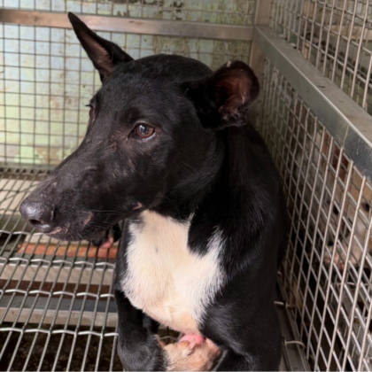 台南市待認養狗｜混種犬｜黑白色｜公