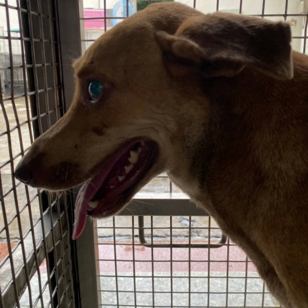 台南市待認養狗 混種犬
