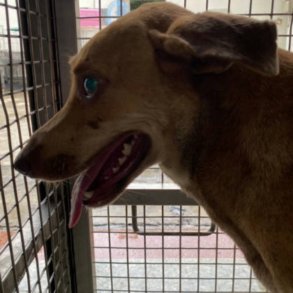 台南市待認養狗｜混種犬｜黃色｜母