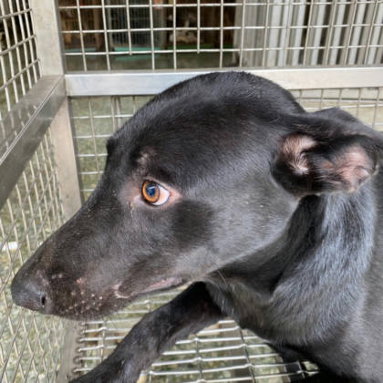 台南市待認養狗｜混種犬｜黑色｜公