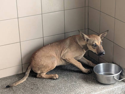 高雄市待認養狗｜混種犬｜黃色｜公