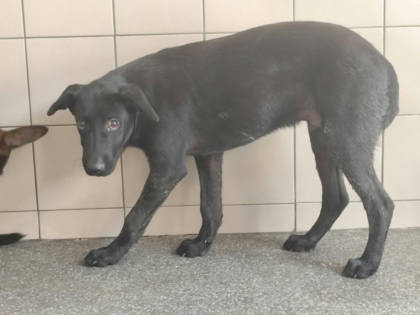 高雄市待認養狗｜混種犬｜黑色｜公