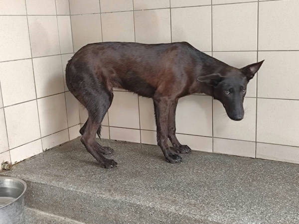 高雄市待認養狗 混種犬