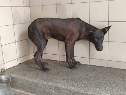 高雄市待認養狗｜混種犬｜黑色｜公