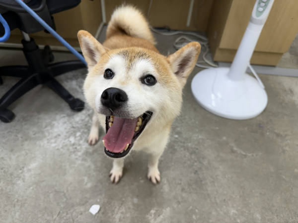 台北市待認養狗 柴犬