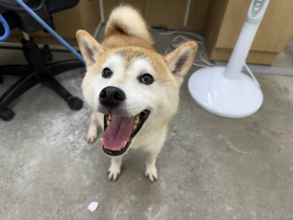 台北市待認養狗｜柴犬｜黃白色｜公