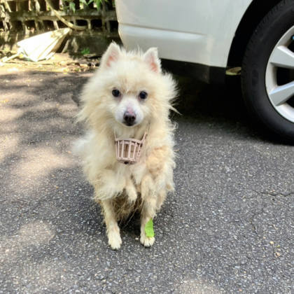 新北市待認養狗｜博美犬｜白色｜公