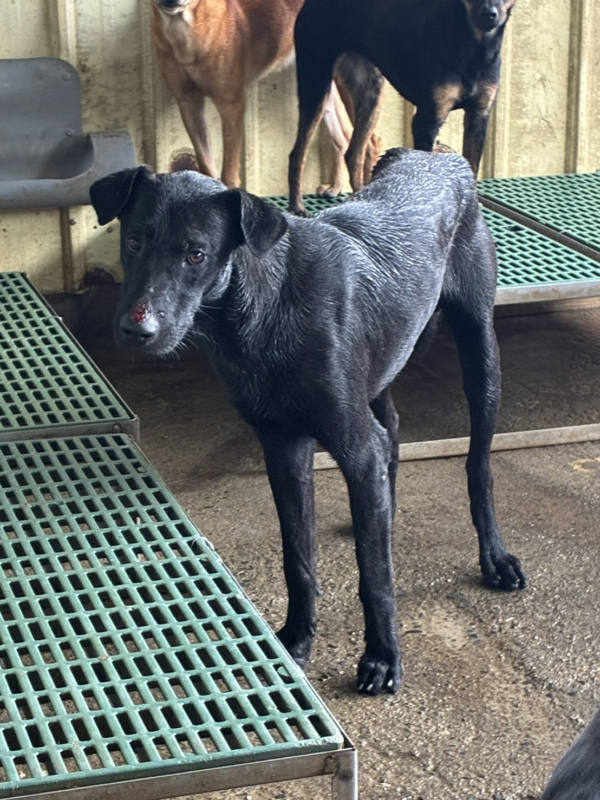 彰化縣待認養狗 混種犬