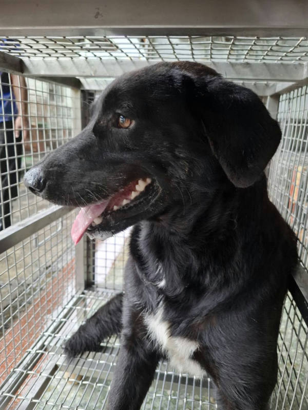 台南市待認養狗 混種犬