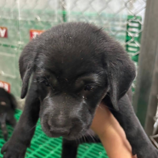 台東縣待認養狗 混種犬
