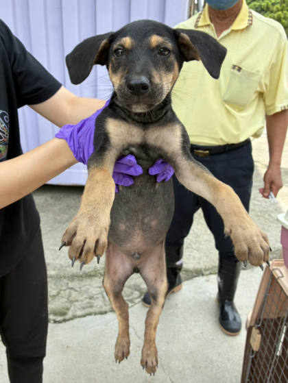 彰化縣待認養狗｜混種犬｜黑黃色｜公
