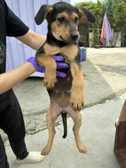 彰化縣待認養狗｜混種犬｜黑黃色｜母