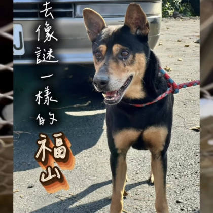 新北市待認養狗｜混種犬｜黑黃色｜公