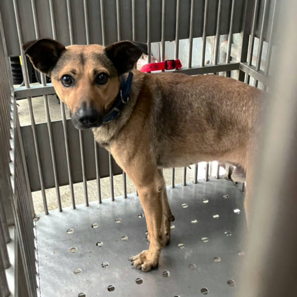 新北市待認養狗 混種犬