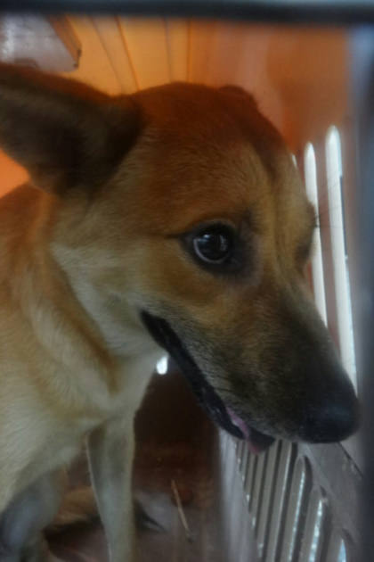 宜蘭縣待認養狗｜混種犬｜黑黃色｜母