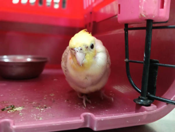 新竹市待認養其他 玄鳳鸚鵡