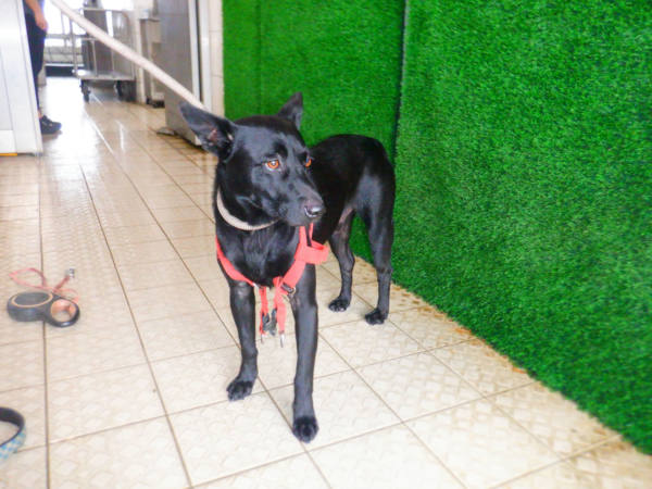 南投縣待認養狗 混種犬