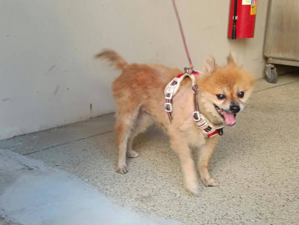 新竹市待認養狗 混種犬