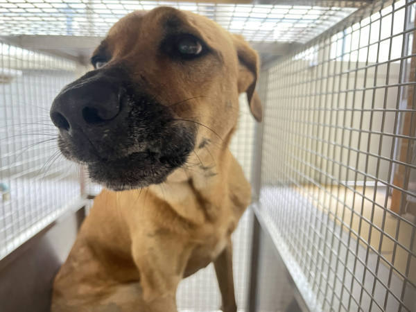 台北市待認養狗 混種犬