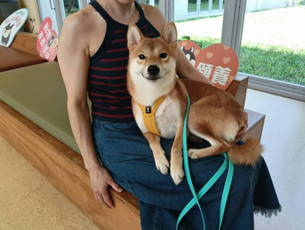 新竹市待認養狗 柴犬