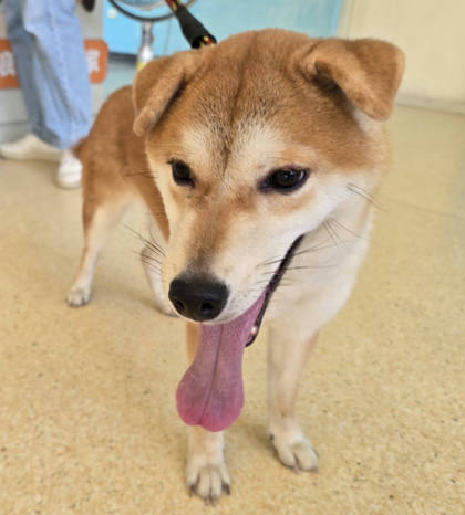 新竹市待認養狗｜柴犬｜黃色｜母